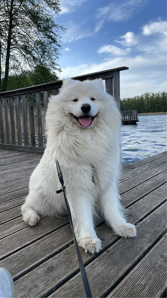 Reproduktor Samoyed FCI