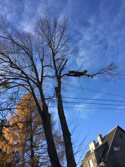 Pielęgnacja drzew wycinka zrębkowanie gałęzi alpinista frezowanie pni