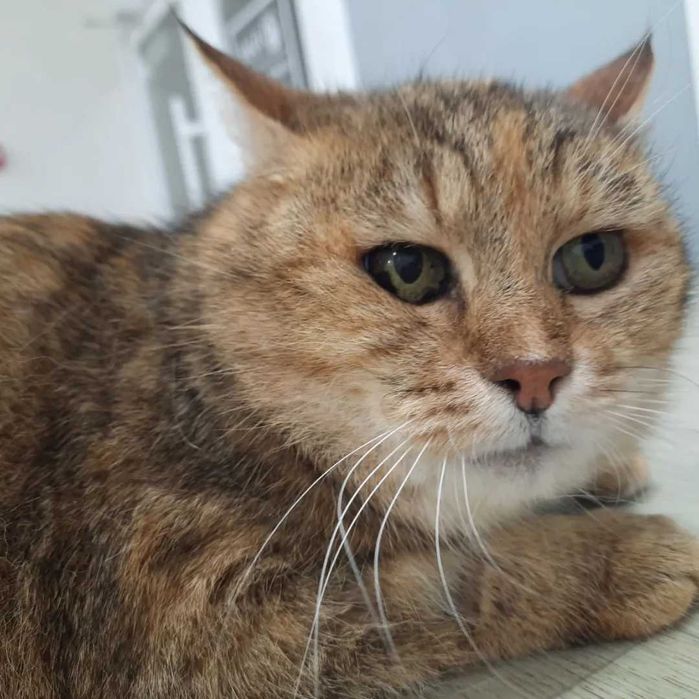 Особенная кисуля без хвоста Рыся ищет любящую семью