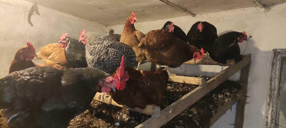 Jajka wiejskie prosto z kurnika