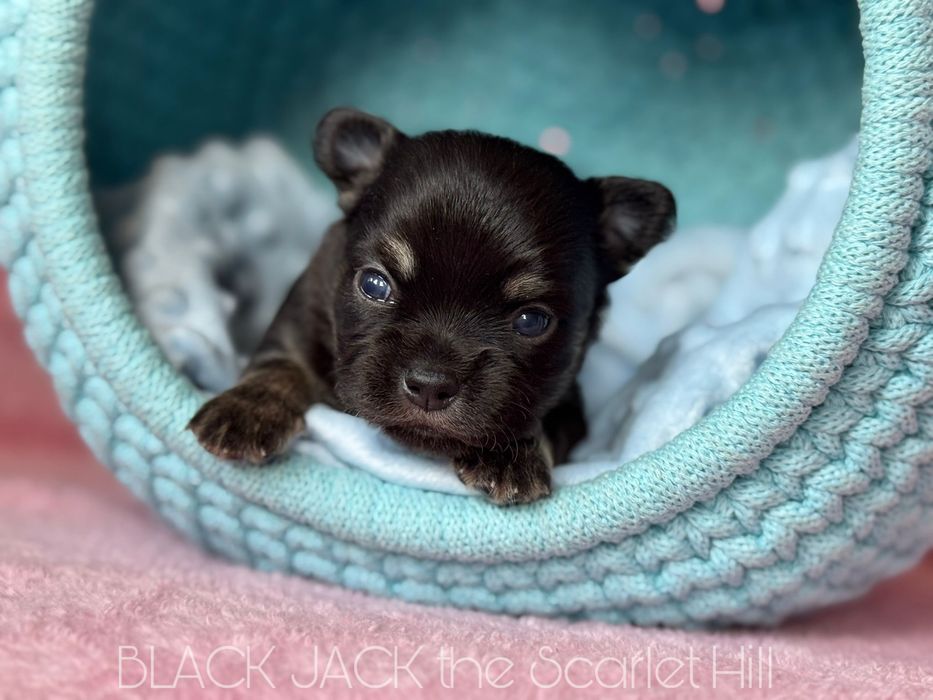BLACK JACK pies szczenię chihuahua fci zkwp tricolor