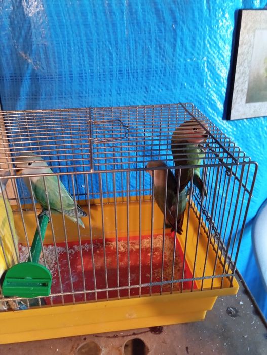 Nierozłączki z 2025 r