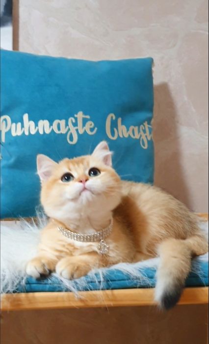 Золотая британская шиншилла ny12