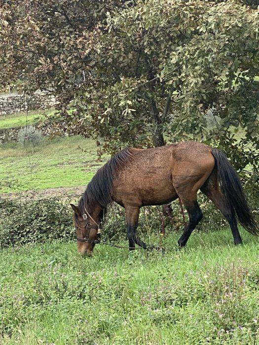 Cavalo garrano manso