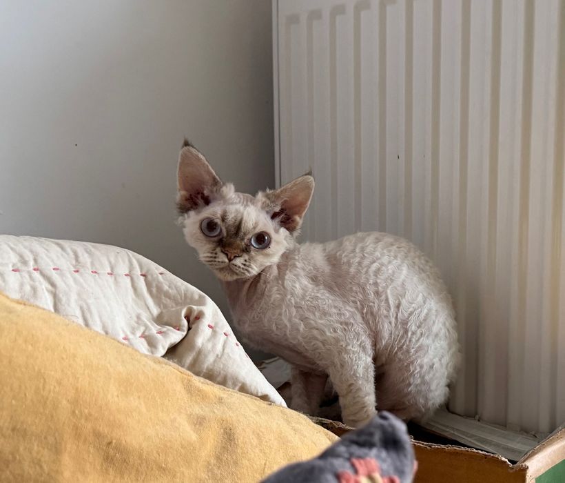 Dziewczynka Devon Rex Warszawa