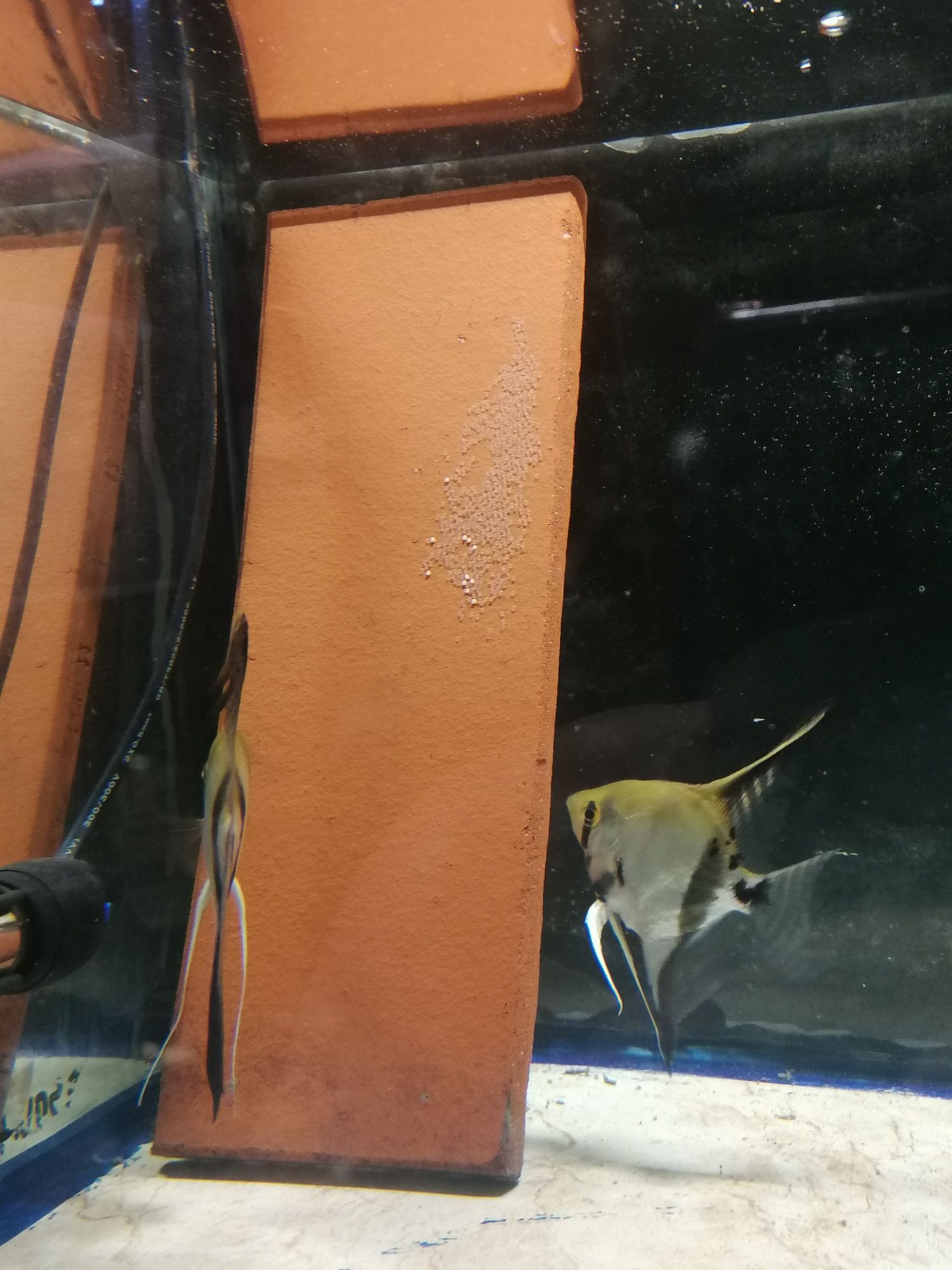 Casal de Escalares Zebra