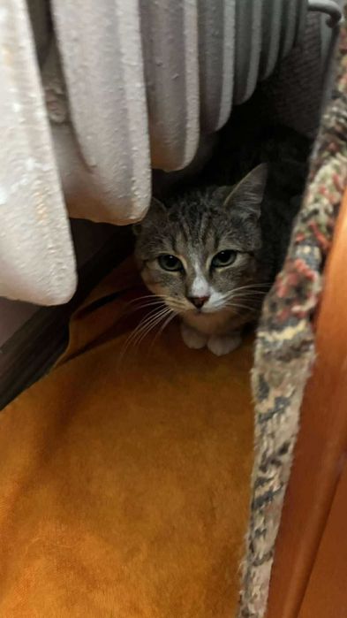 Bielik - kot do adopcji