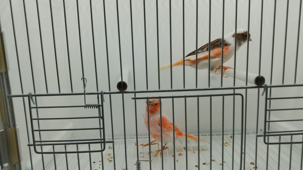 Kanarek kanarki arlekiny portugalskie 2024