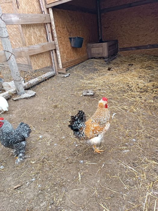 Продам породних півнів