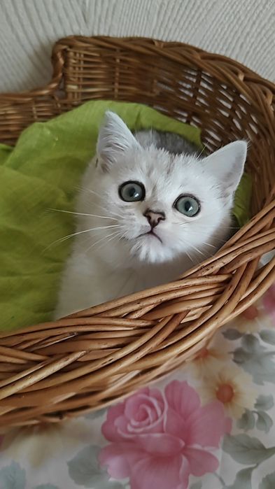 Сріблясті шиншили дівчинка і хлопчик