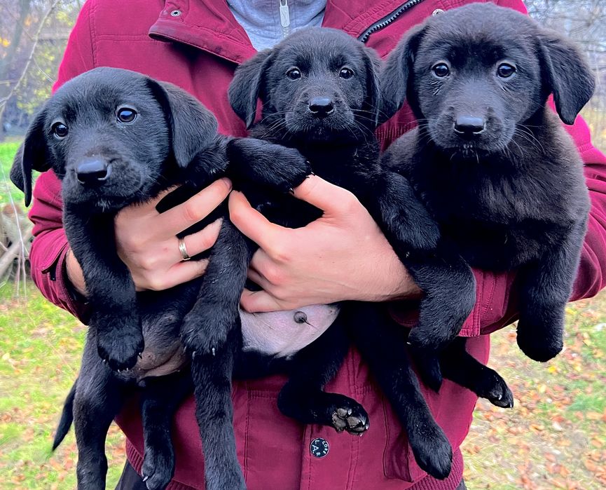 ЩЕНКИ от мамы лабрадора осталось всего ДВА щенка!!!