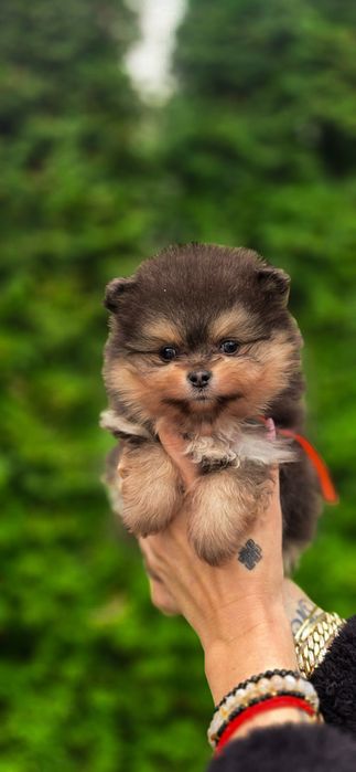 UNIKAT Pomeranian szpic miniaturowy Czekolada podpalana karmel piękny