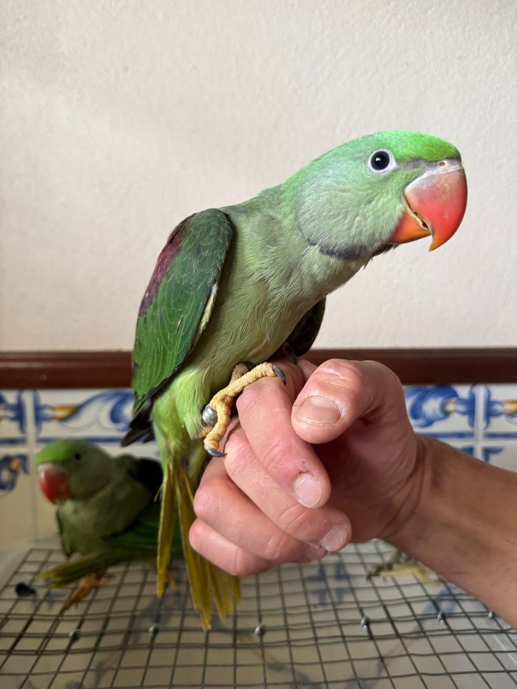Grande alexandrinos domesticados