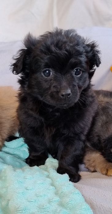 Czarne cudne maleństwo Daisy