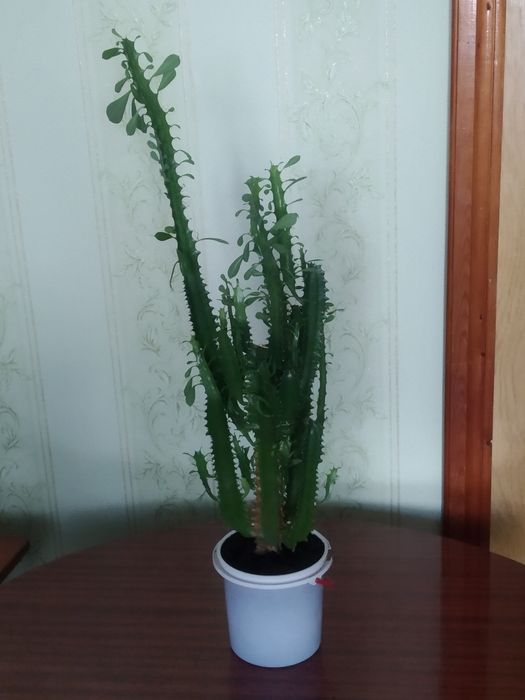 Вазон ,,молочай трєхгранний ''.