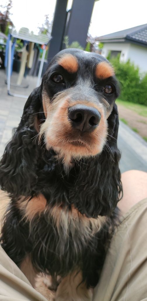 Cocker spaniel angielski