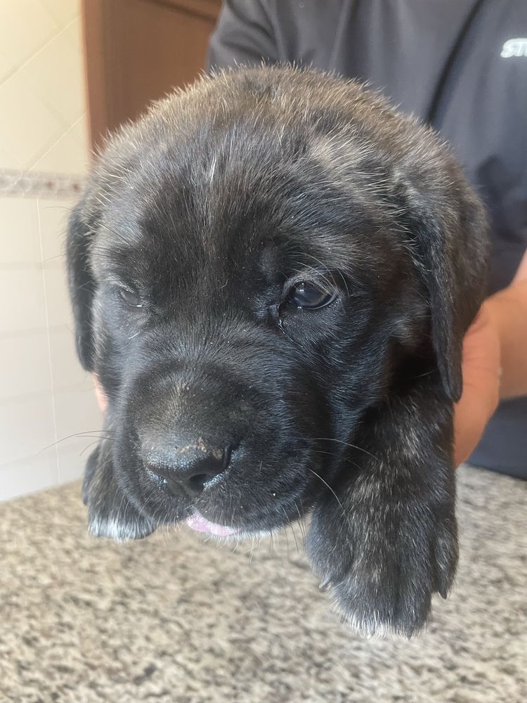 Cane Corso, ler anuncio