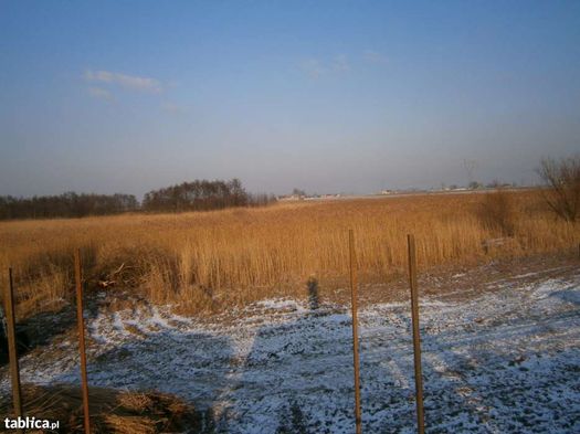 mata trzcinowa, maty trzcinowe, trzcina 1,20 6m PRODUCENT bardzo gęste