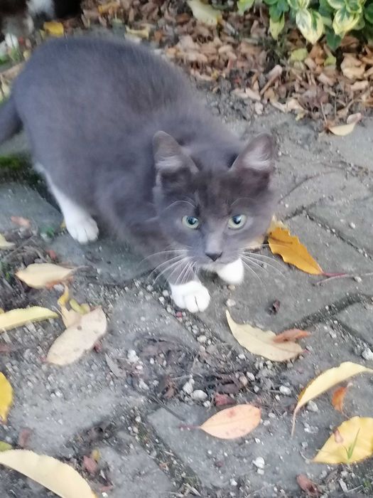 Daj im dom przed zimą