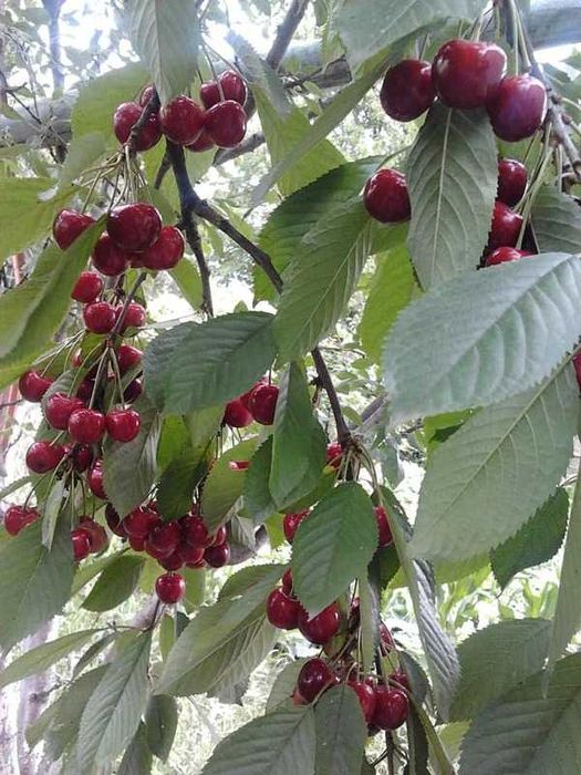 Продаю дачу в Романівці