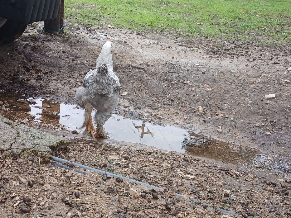 Frangos Brahma puros