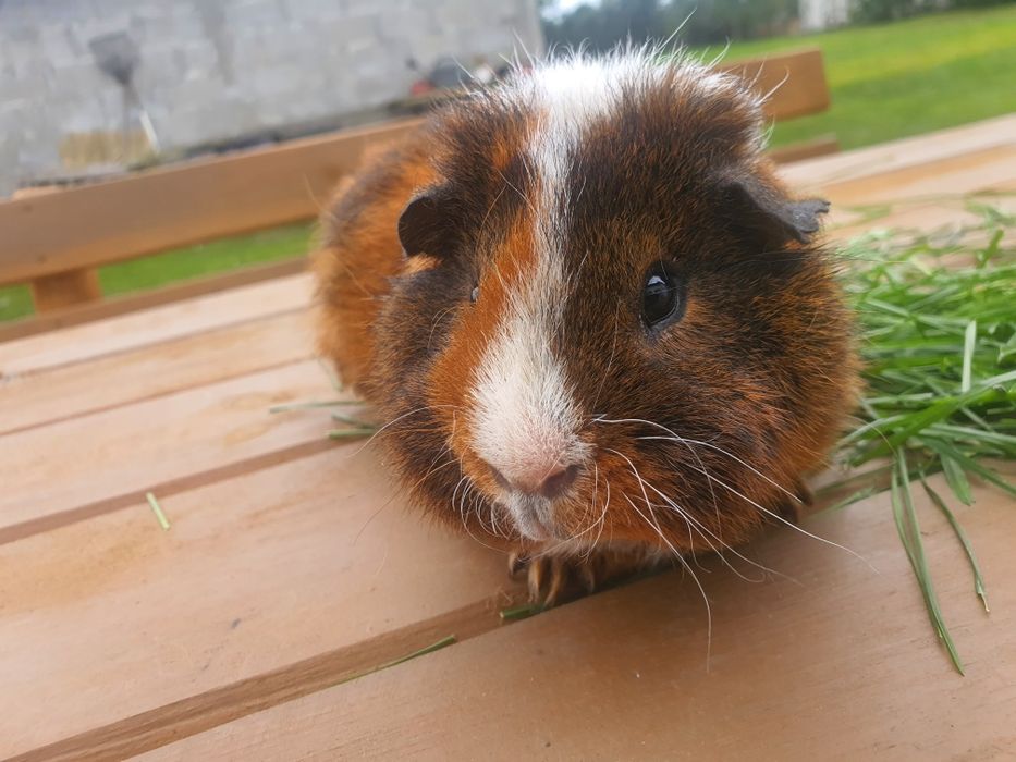 Samczyk świnki morskiej rasy Teddy