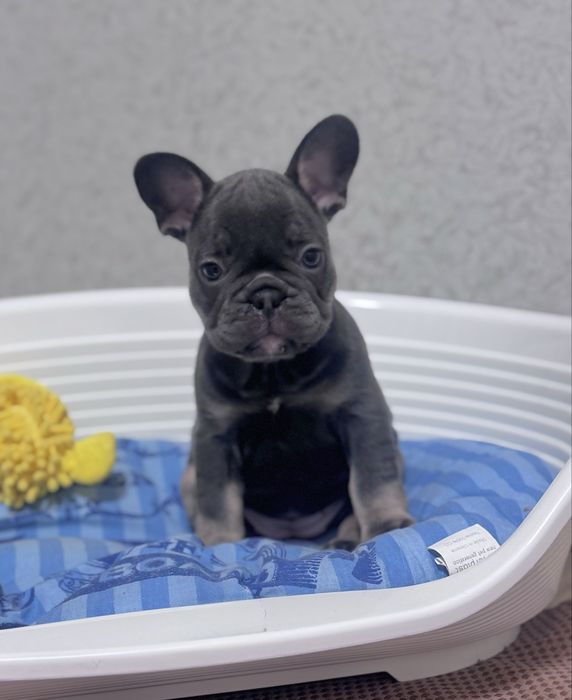 Суперові хлопчики та дівчатка!Доставка по Україні та за кордон