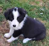 *Border Collie* suczka Gotowa do odbioru