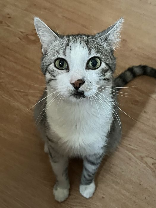 Мармуровий котик шукає родину