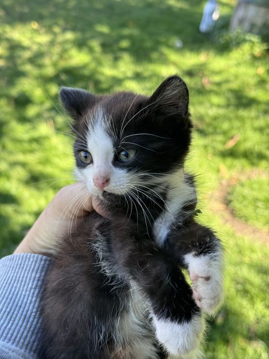 Кошеня в добрі руки