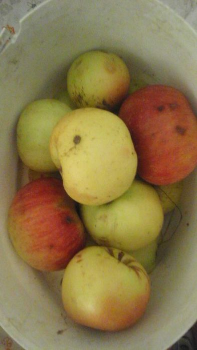 яблучний оцет на меду