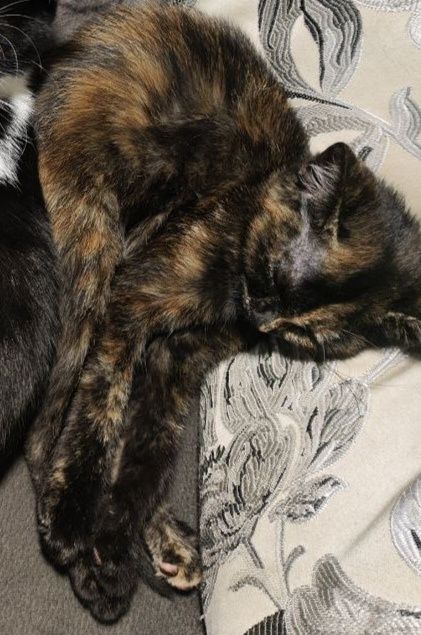 Кошеня, дівчинка
