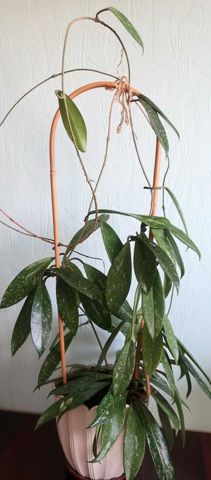 Хойя pubicalyx Silver pink