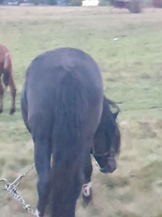 продається кінь жеребець