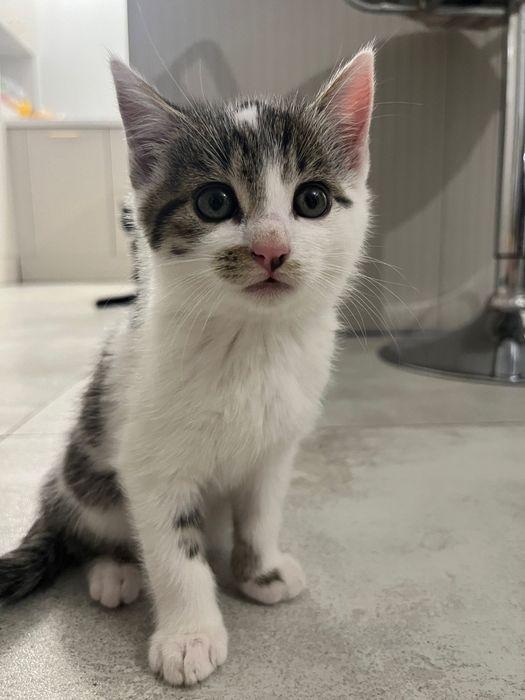 Do oddania śliczne małe kotki