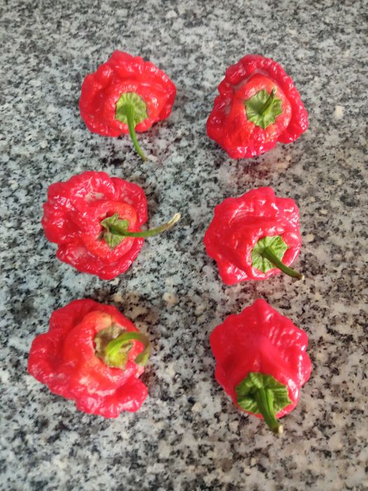 Scotch Bonnet Pepper.