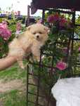 Piękny miś szpic miniaturowy pomeranian