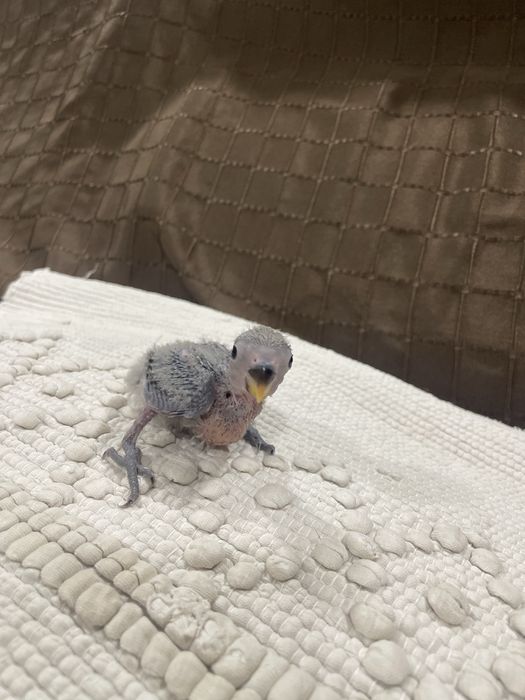 Agapornis azuis para acabar de criar à mão