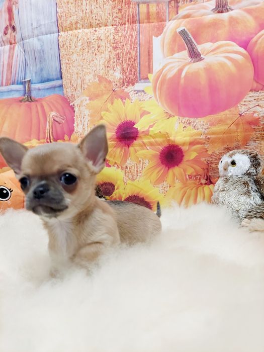 Chihuahua piękna płowa sunia