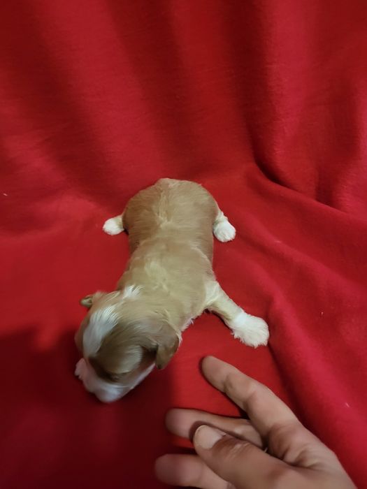 Maltipoo piesek zapraszam