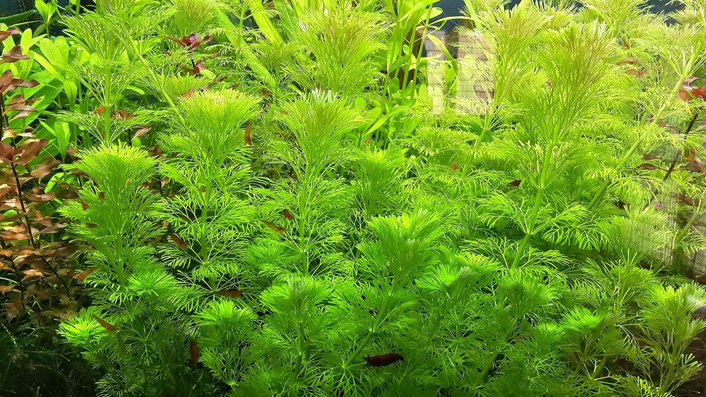 porcja roślinek  akwariowych z DZISIEJSZEJ przycinki