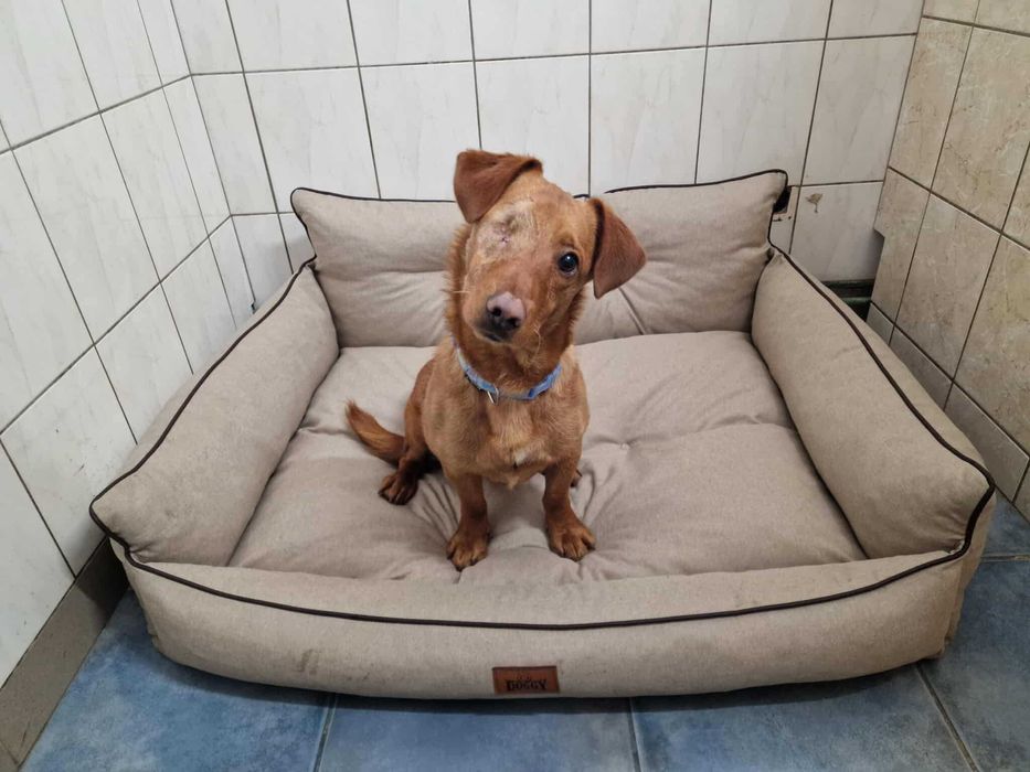 NELSON - Schronisko dla Zwierząt w Ostródzie