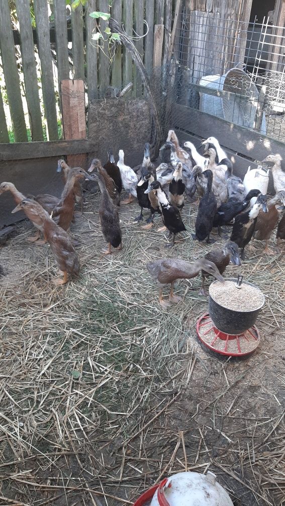 Młode kaczki biegusy