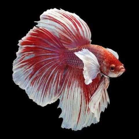 Betta plakat koi
Betta dumbo
Betta crown tail
Betta halfmoon