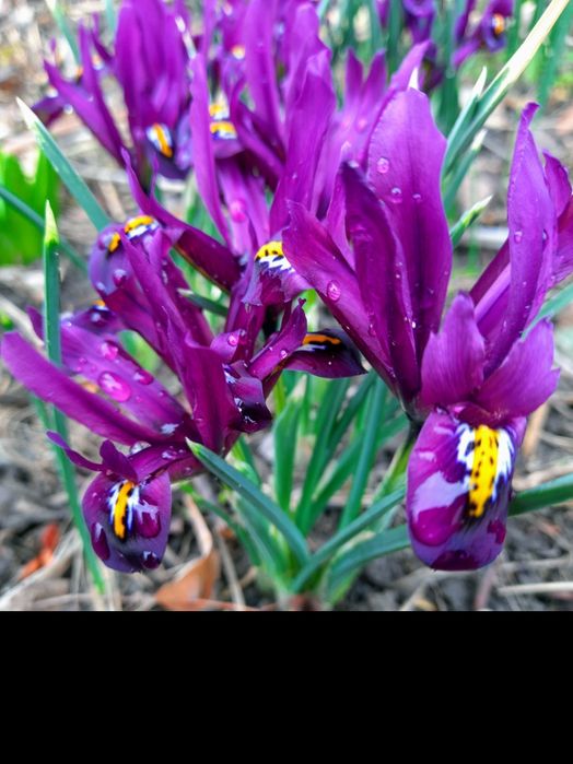 Мускари махровые , иридодиктум