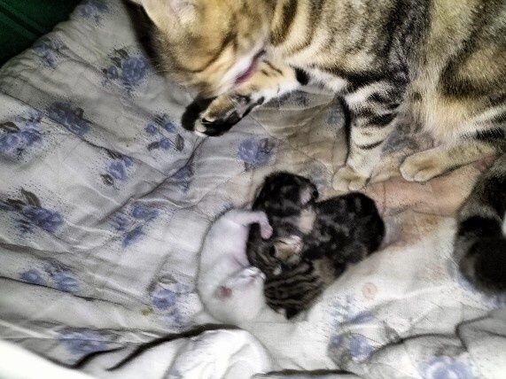 Gatinhos para adoção