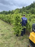 Grab pospolity donica żywoplot obwód 6-10