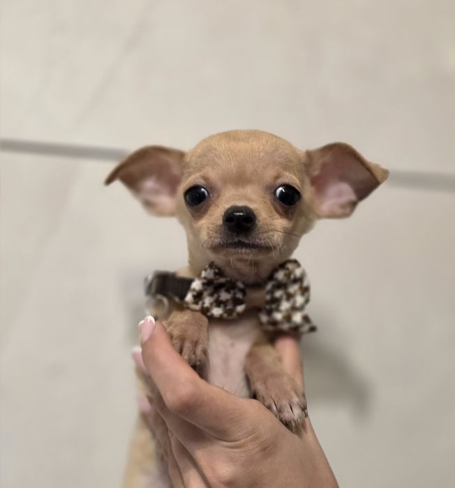 Chihuahua piesek szczeniak do odbioru metryka chip