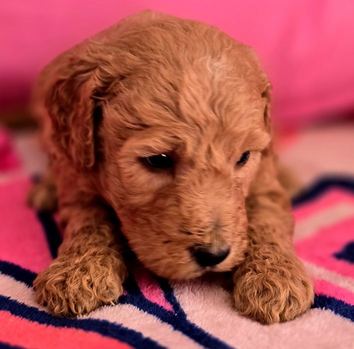 Piesek goldendoodle standard