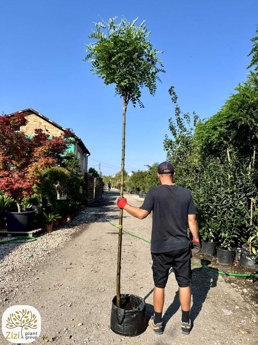 Robinia pseudoacacia Umbraculifera, akacjowa, obwód 8-16cm, pień 220cm